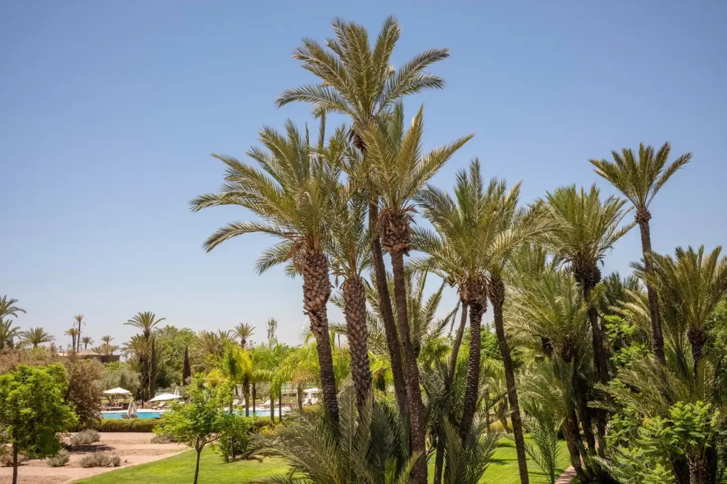 Palmen in den Gärten des Barceló Palmeraie Oasis Resort
