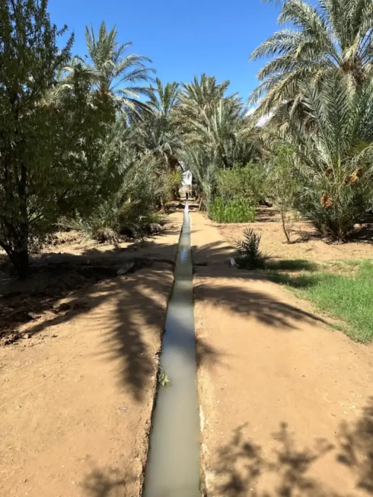 Sentier de palmeraie près de Berber Spirit Luxury Camp à Merzouga avec un canal d’irrigation traversant le jardin.