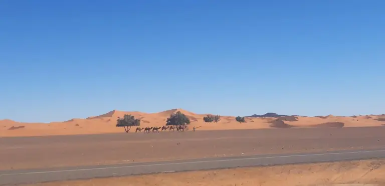 Wide desert landscape near Guests House in Merzouga with sand dunes, a road, and camels in the distance.