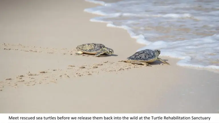 Jumeirah Al Naseem Dubai – Dubai, United Arab Emirates hotel – two turtles walking on the sand on the beach at Jumeirah Al Naseem Dubai in Dubai