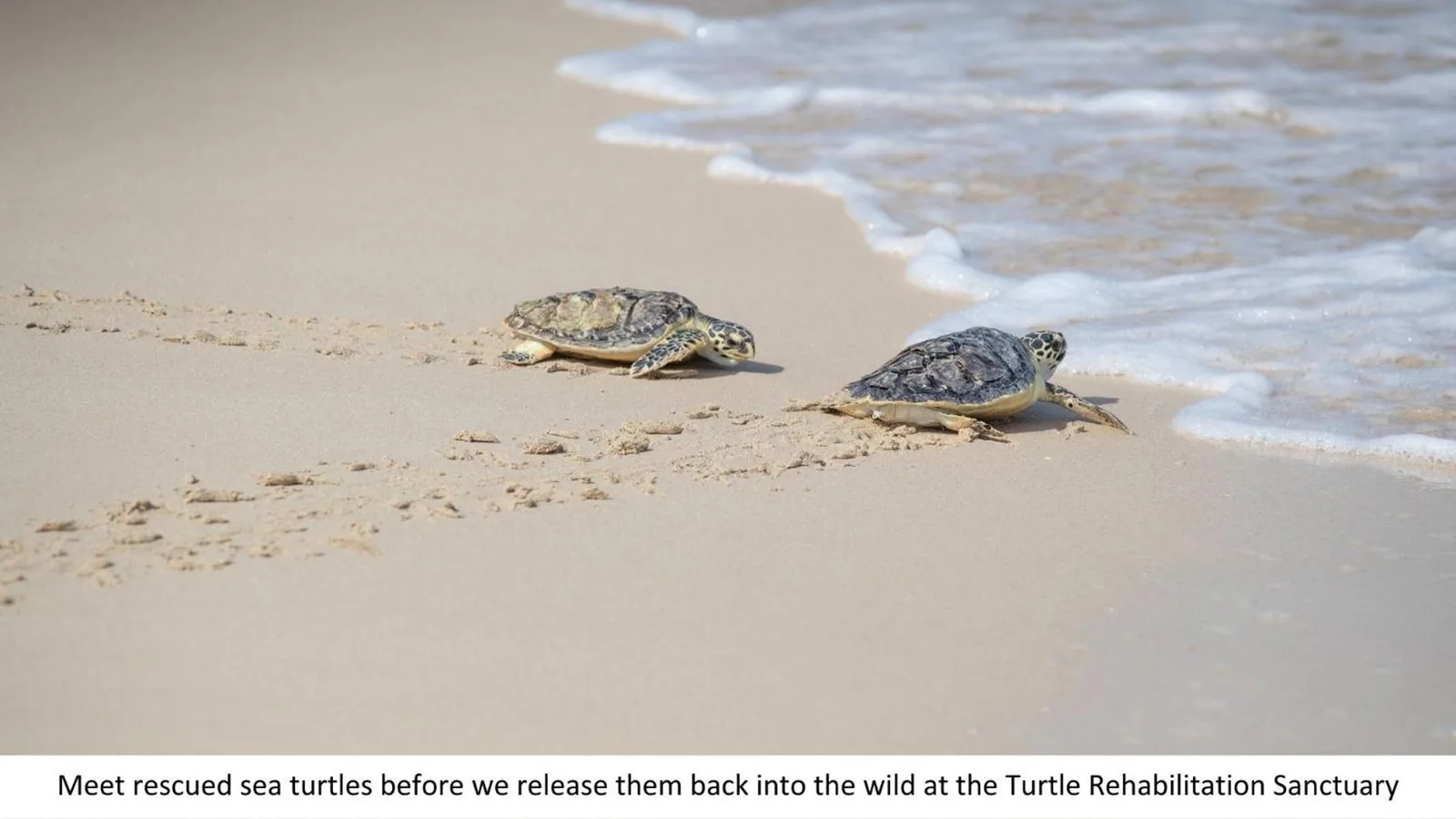 Jumeirah Al Naseem Dubai – Dubai, United Arab Emirates hotel – two turtles walking on the sand on the beach at Jumeirah Al Naseem Dubai in Dubai