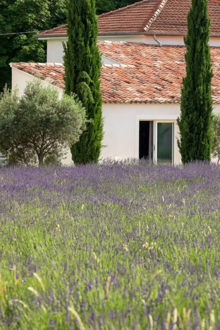 Lavender field and gardens near La Bastide de Damien