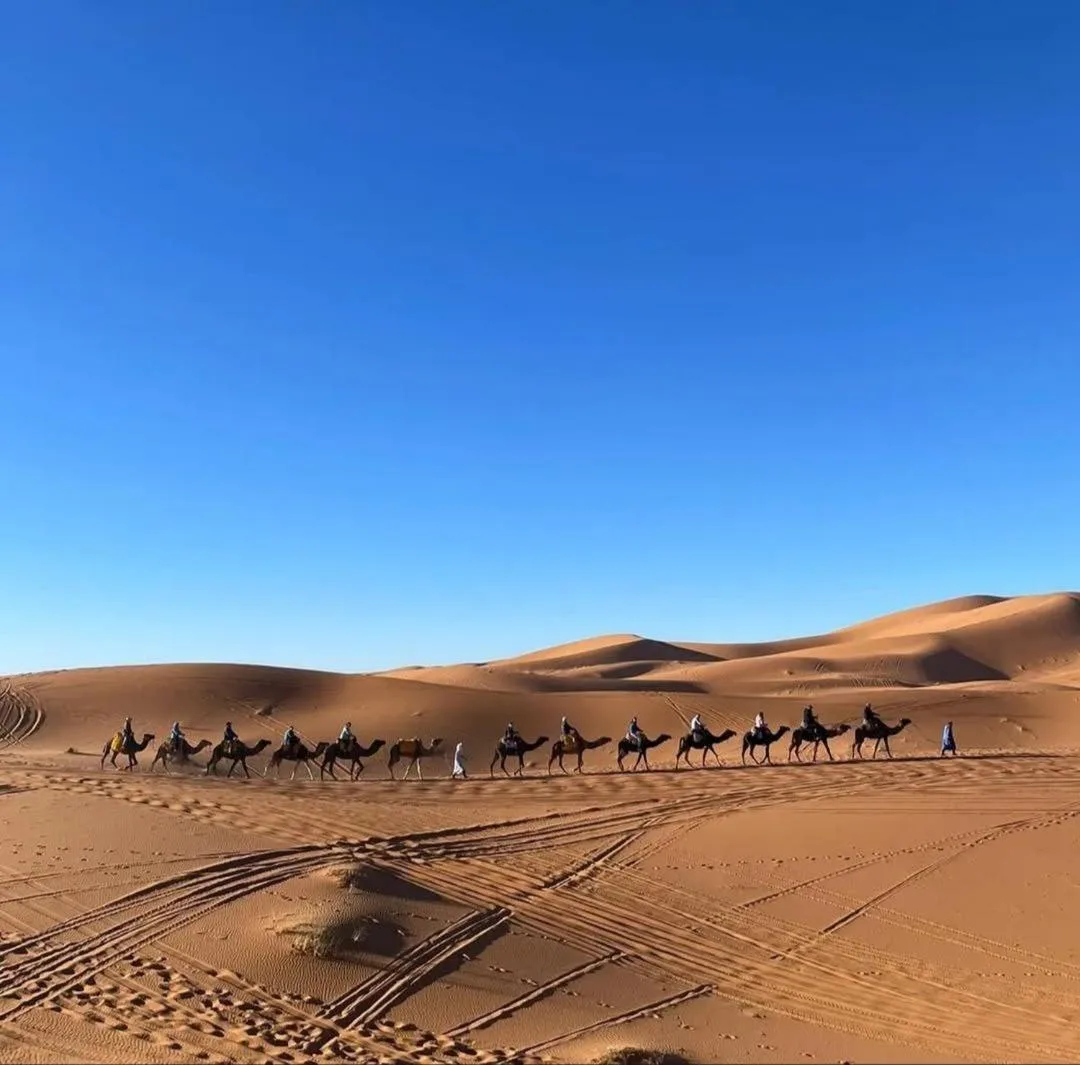 Camel caravan in the Erg Chebbi dunes