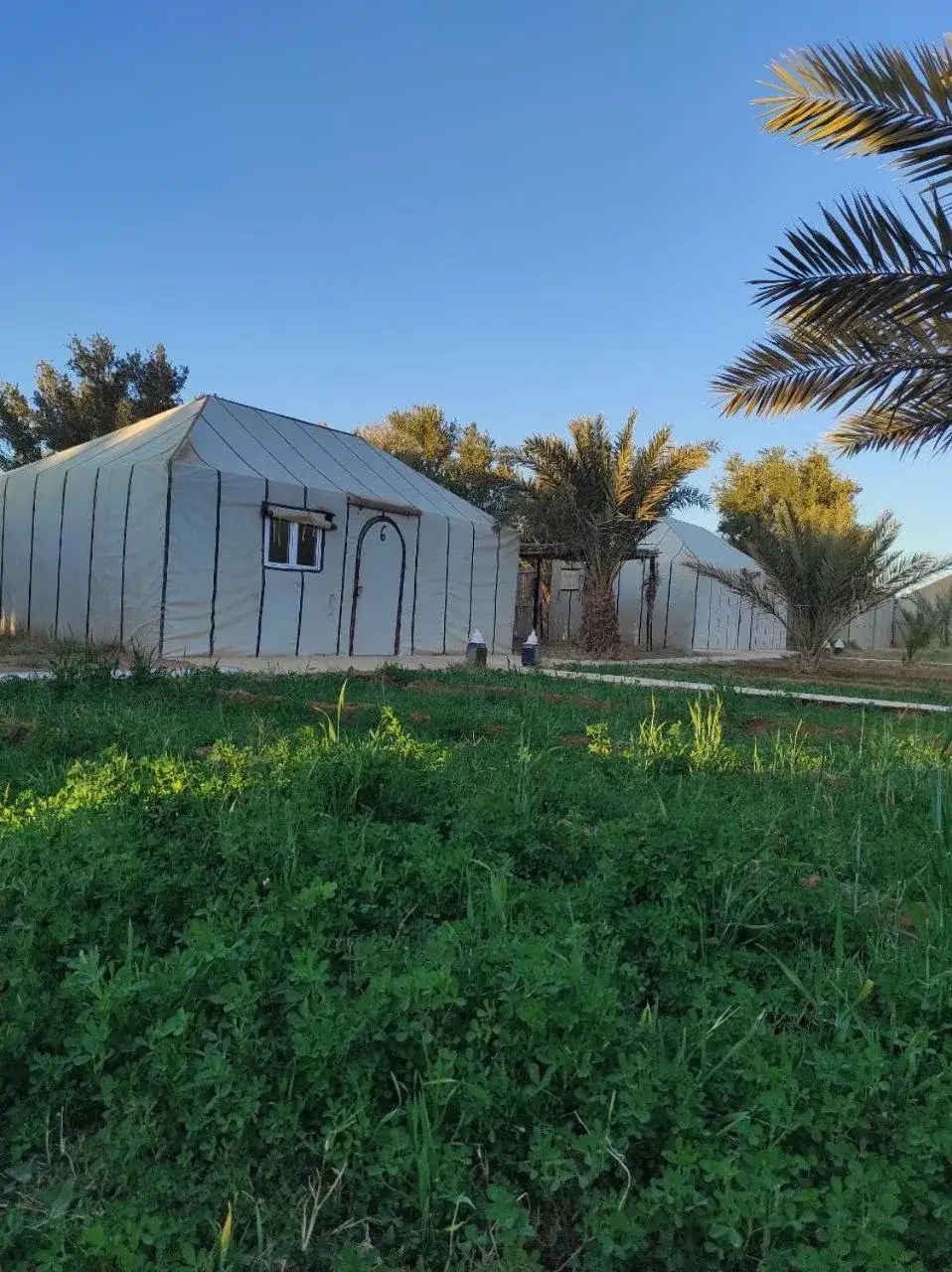 Tents surrounded by greenery at Merzouga Desert Experience Camp
