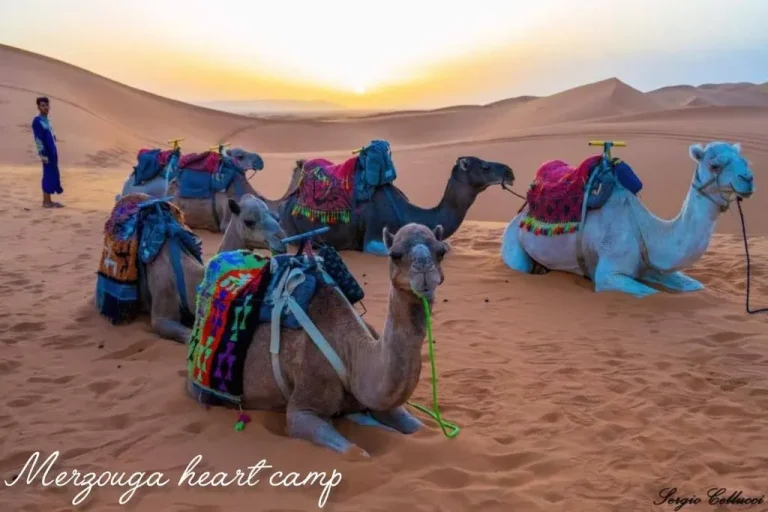 Kamele ruhen im Merzouga Heart Camp
