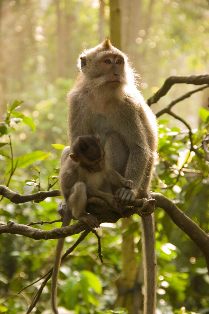 Monkey Forest Ubud