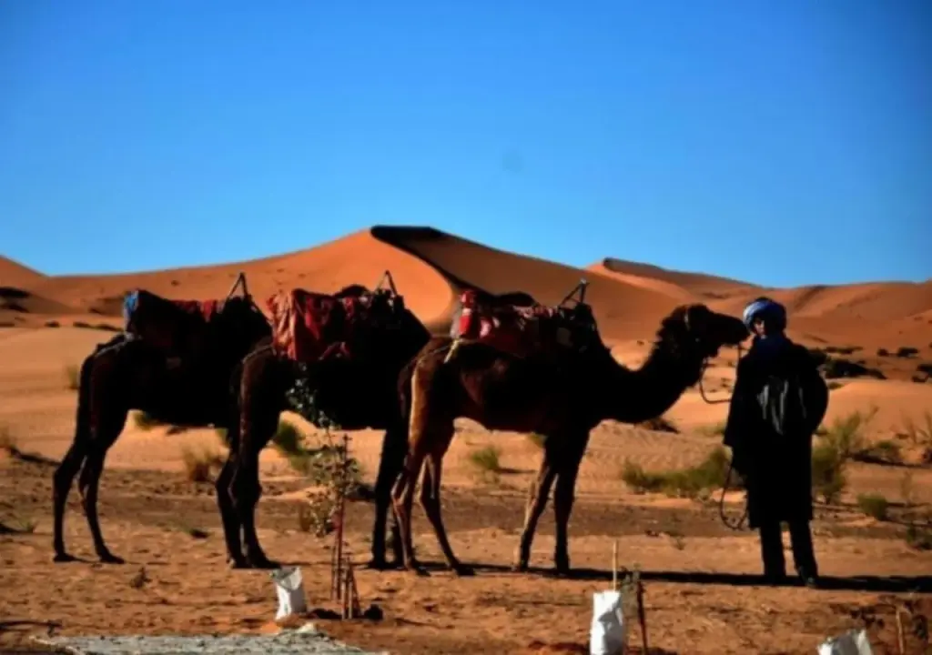 Sahara horizon Camp