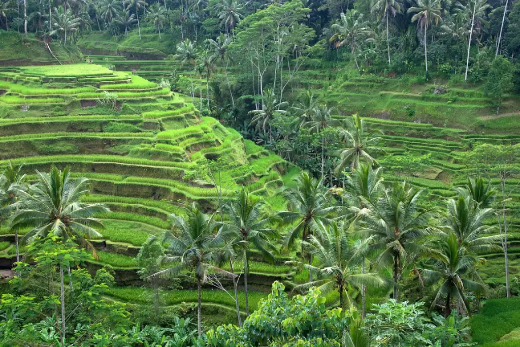 Tegallalang Rice Terraces