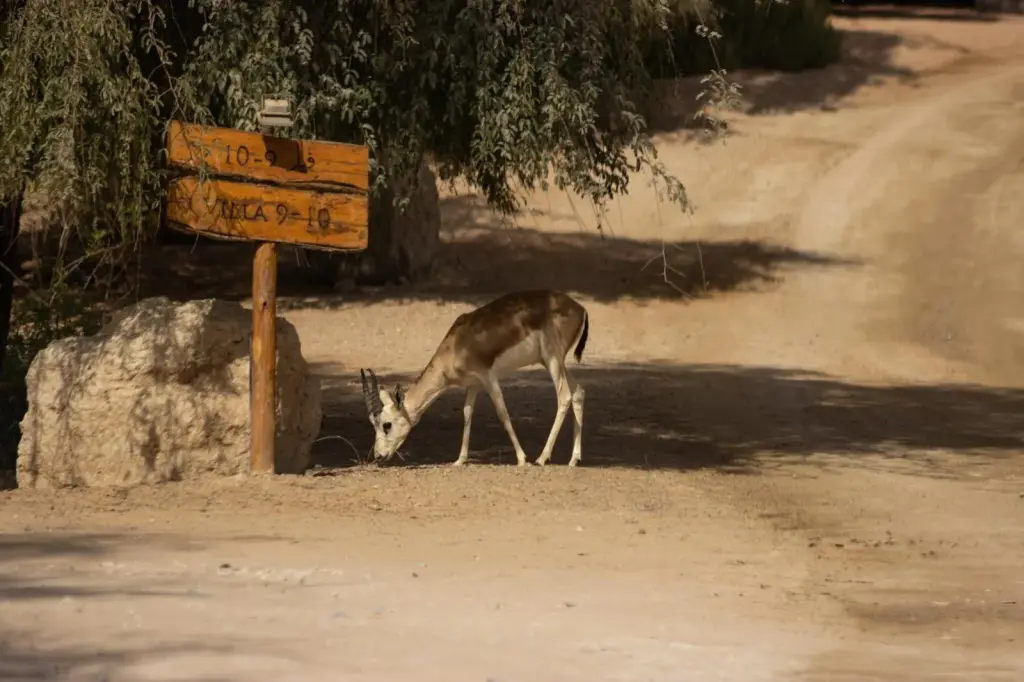 Hotels near Al Ain Zoo in Al Ain, United Arab Emirates