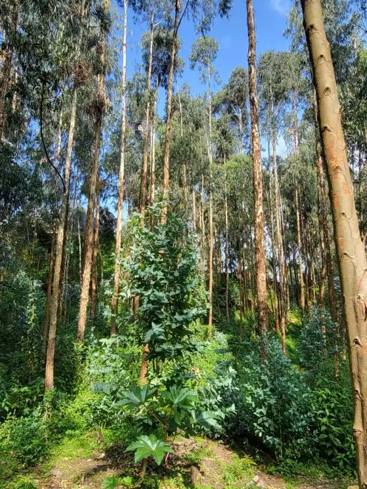 Lush forest area surrounding Ubucuti Gorilla Lodge
