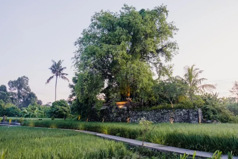 Garden and greenery at Uma Raos Cottage in Bali