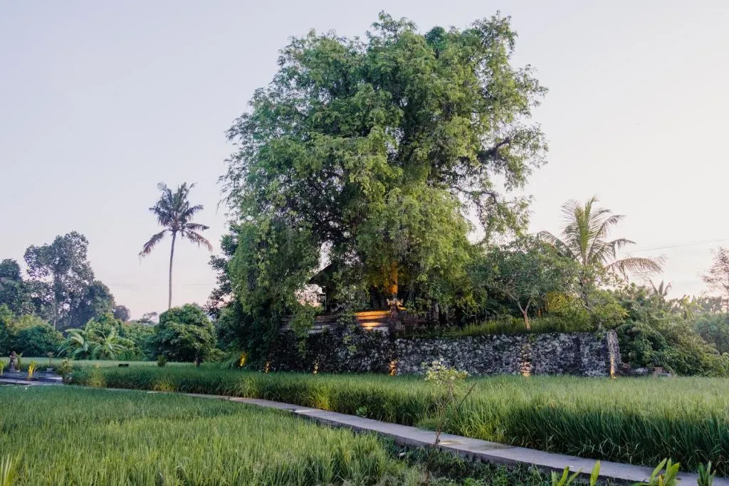 Garden and greenery at Uma Raos Cottage in Bali