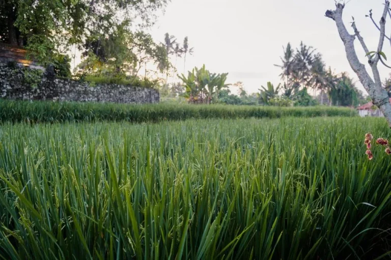 Rice fields at Uma Raos Cottage in Bali