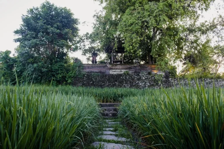 Pathway through rice fields at Uma Raos Cottage in Bali