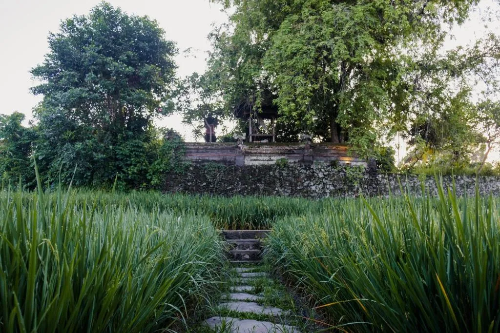 Pathway through rice fields at Uma Raos Cottage in Bali