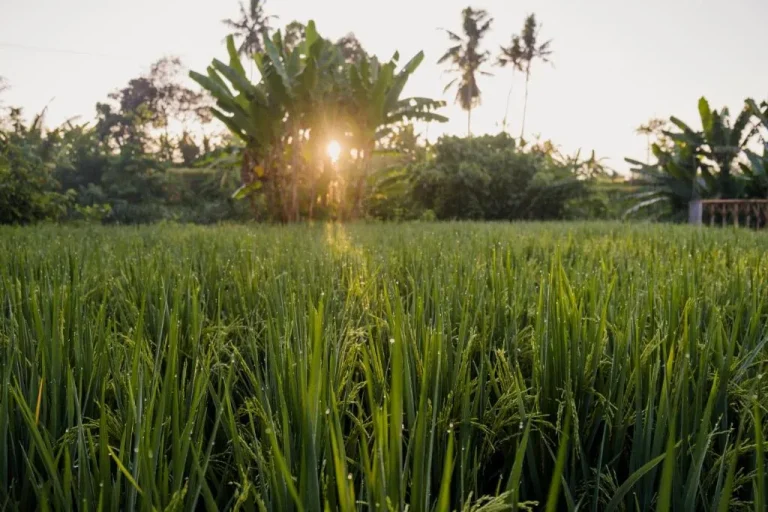 Rice fields at sunset near Uma Raos Cottage in Bali